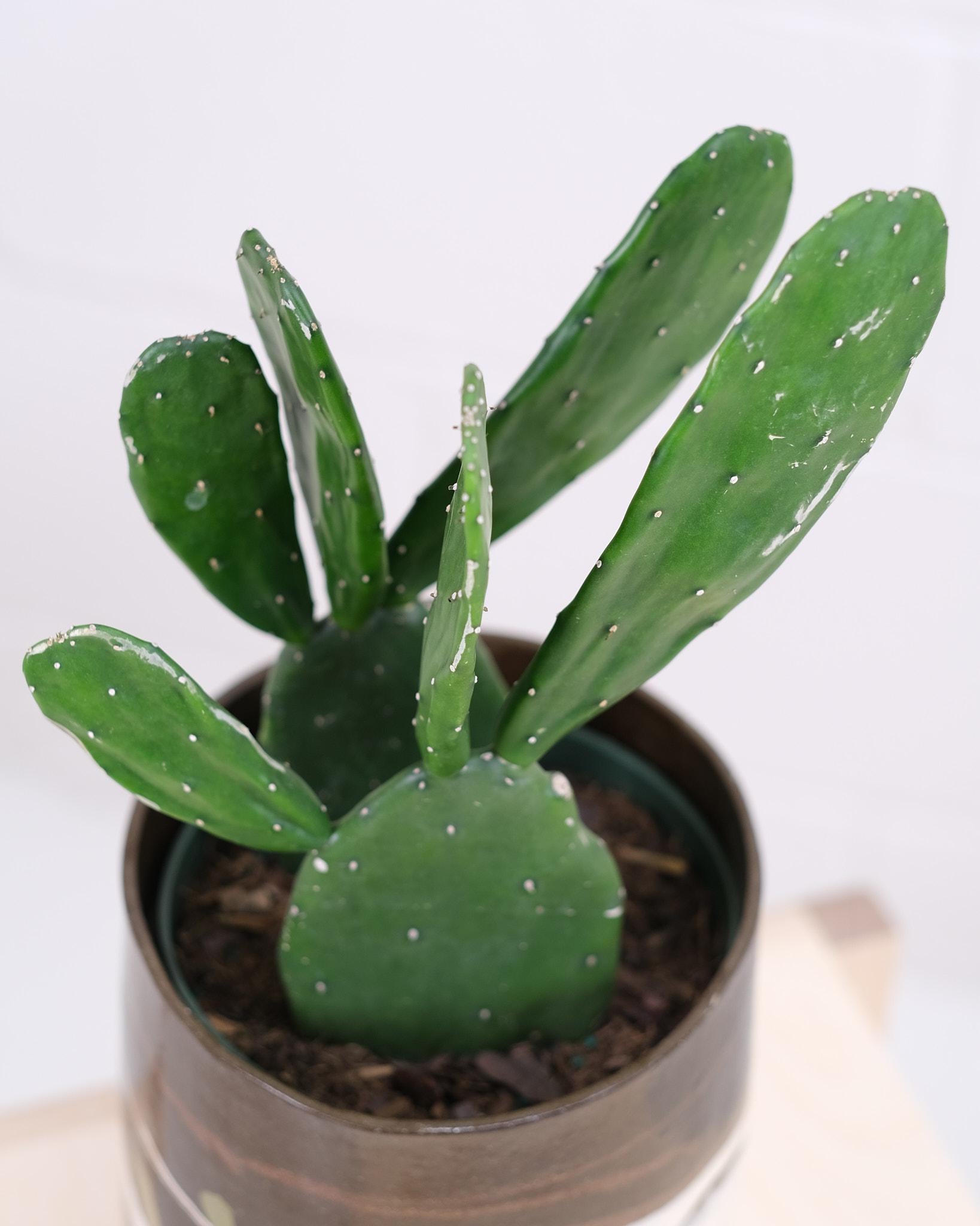 6" cactus opuntia 'prickly pear'